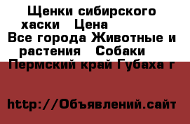 Щенки сибирского хаски › Цена ­ 12 000 - Все города Животные и растения » Собаки   . Пермский край,Губаха г.